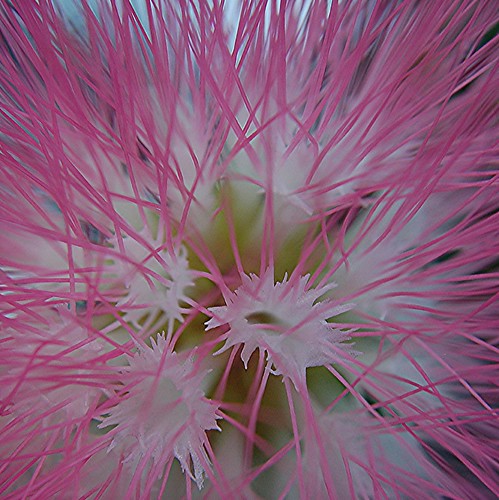 Delicate inner world of a Pink Powderpuff flower... Calliandra surinamensis