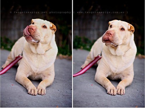 Expressive and winning personality Lucy the Shar Pei by twoguineapigs pet photography dog photographer