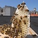 bees on the rooftop