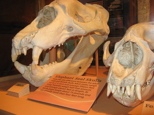 Elephant seal skulls