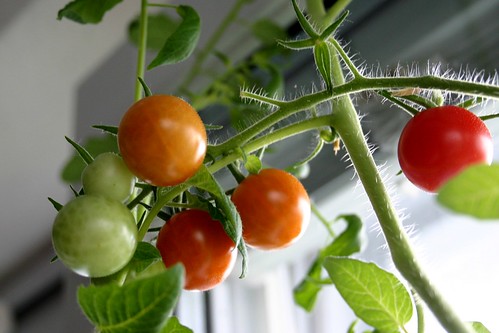 Indoor tomatoes, 2nd part by tillwe