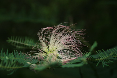 mimosa fluff