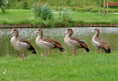 zoetermeer: birdland2