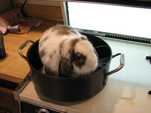 bad bunny in a pot