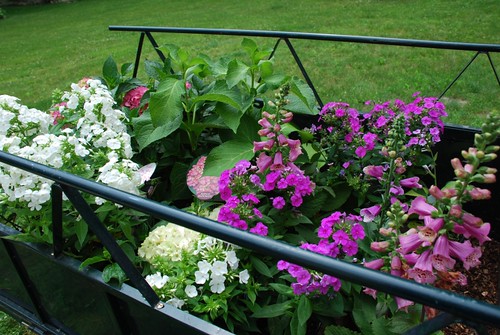 Terrace Garden Plants