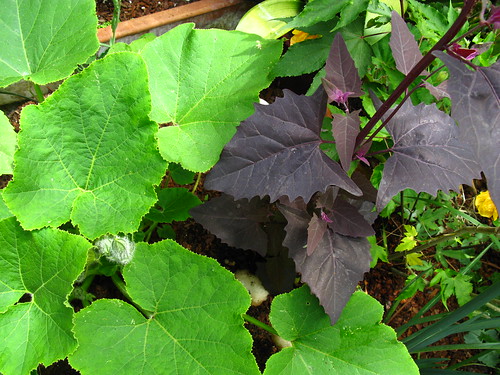 2009-08-01 garden; squash + Atriplex hortensis