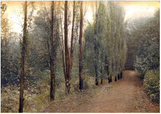 Barbara Kalhor - Hazelwood Trail