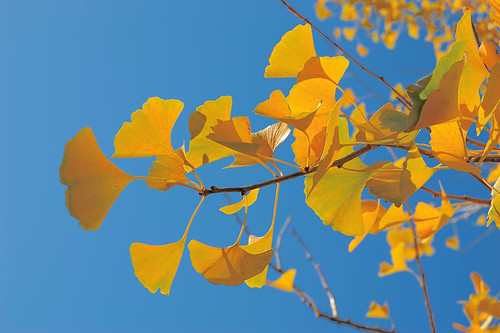 Missouri Botanical Garden (Shaw's Garden), in Saint Louis, Missouri, USA - yellow Ginko leaves in Autumn