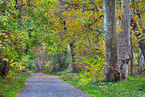 Fall colors along the trail through Lower Bidwell Park, Chico, CA.