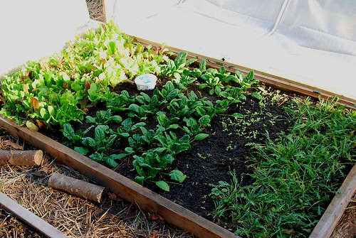 lettuce spinach arugula bed