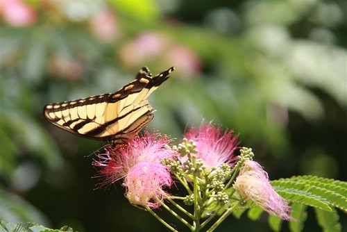 A butterfly gathers nectar from a mimosa flower in Adams County.