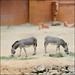 Zoo Hannover: Afrikanischer Esel / African Wild Ass