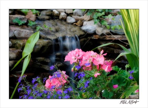 Pink Geranium &amp; Blue Lobelia by Waterfall