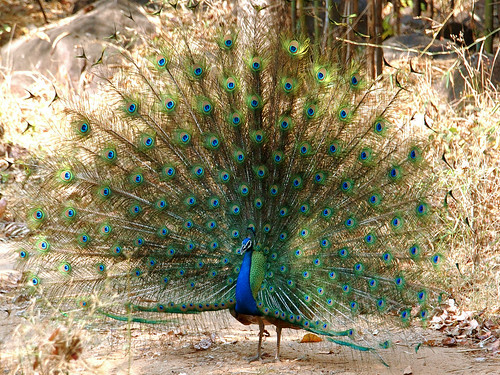 Peacock dancing in the wild