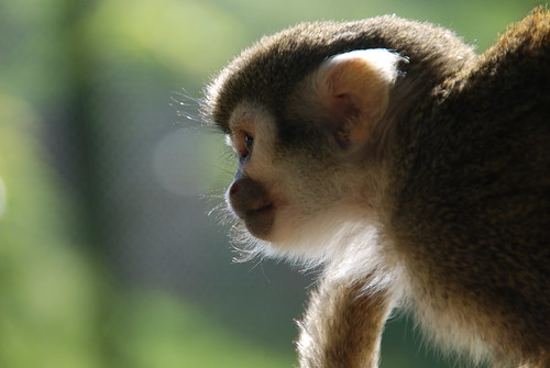 Monkey Business at Woburn Safari Park