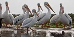 American White Pelican flock, Pelecanus erythr...