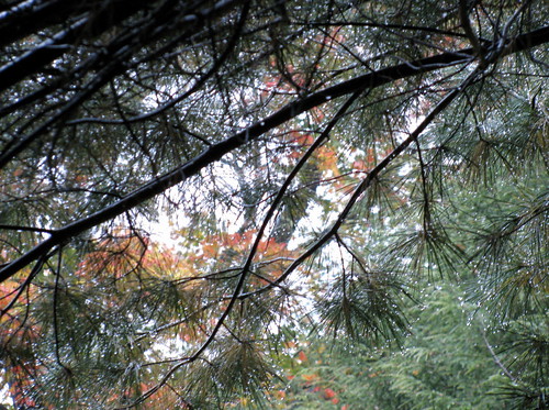 Rain Pine