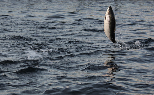 Jumping salmon 1