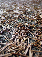 Fallen pine needles