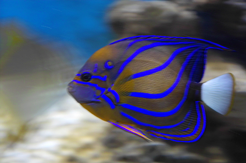 speedy-neon-fish