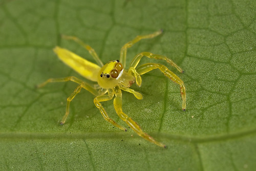 Cute little Yellow Spider