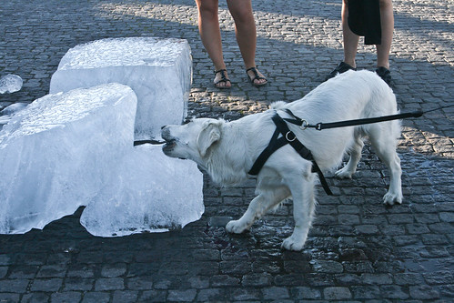 Dog eating ice in june