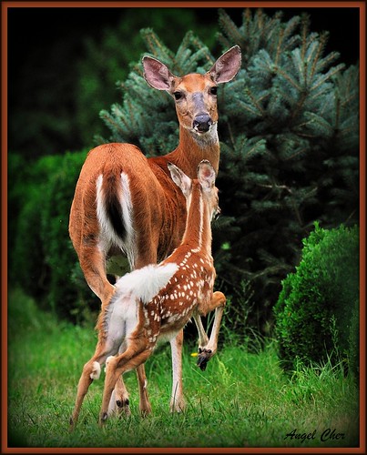 Momma Doe: Zoey and Fawn