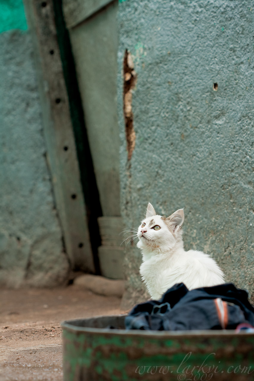 Cat #5a, Harar, Ethiopia, July 2009