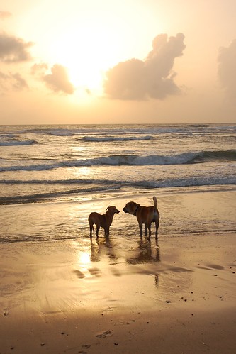 Dogs at the beach 
