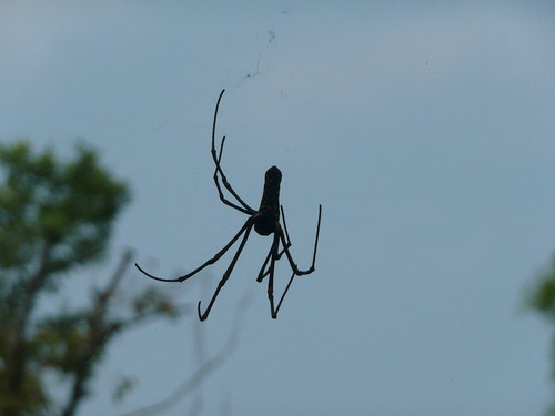 Spider Spider on the web..