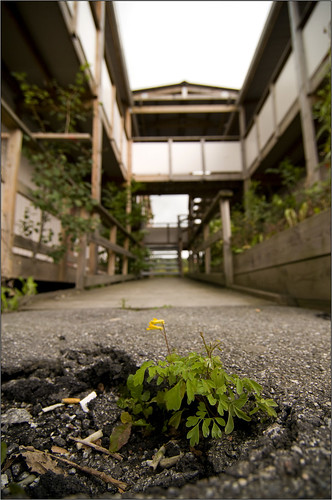 Abandoned Campus
