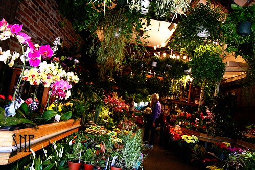 . flower shop near harvard .