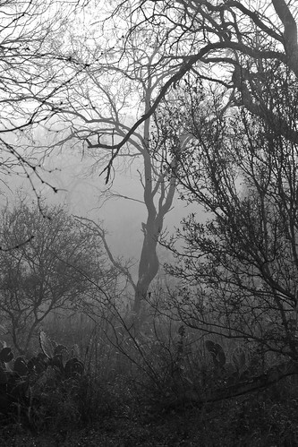 Morning Mist - 167/365 -22 November 2009