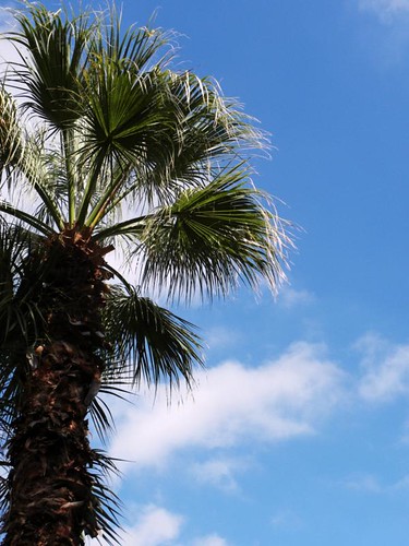 Palm Tree against blue sky