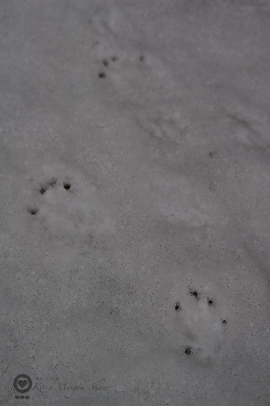 Bunny prints in the snow