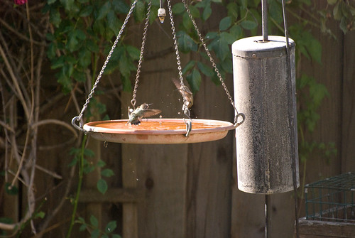 Hummingbird Water Fight!