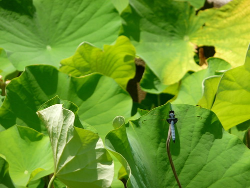 Dragonfly on Water Lilies