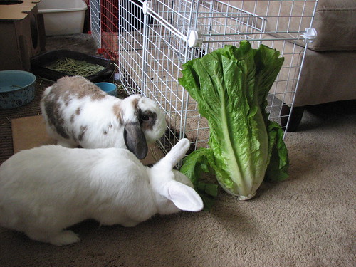 buns investigate huge lettuce head