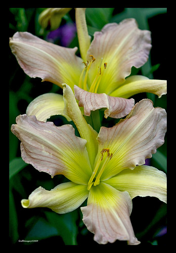 "Prague Springs" daylily in my garden today by you.