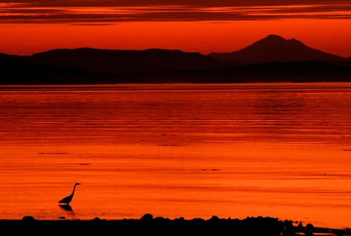 Sunrise Heron Silhouette on Flickr