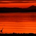 Sunrise Heron Silhouette by Brandon Godfrey