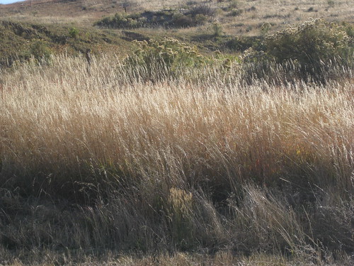 Golden grass in Golden, CO