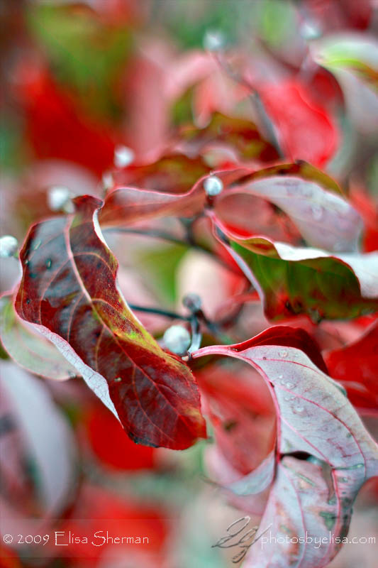 Red October by Elisa Sherman | photosbyelisa.com