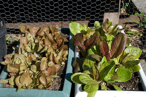 Fall-Planted Lettuce