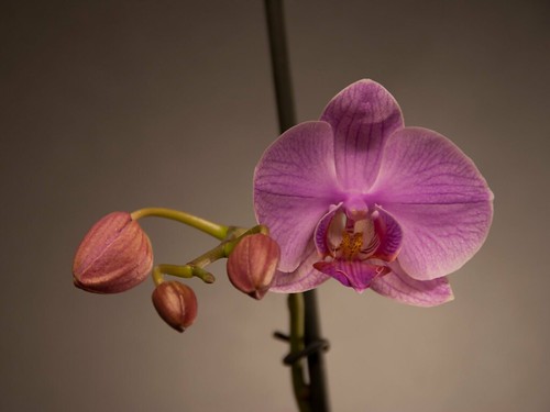 orchid wallpaper. Pink Orchid Wallpaper