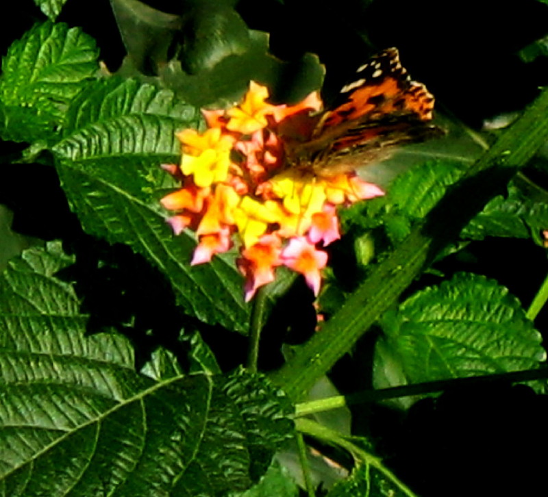 9-1-2010-butterfly