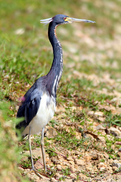 Tricolored Heron in yard (uncropped) 20110526