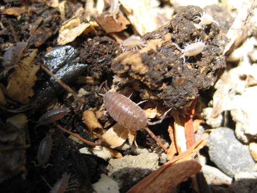 isopods on compost