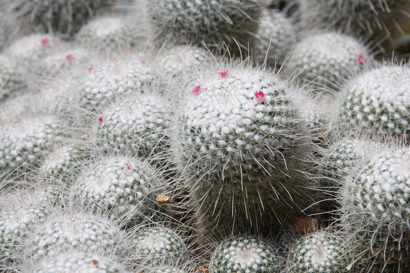 Snow Cacti
