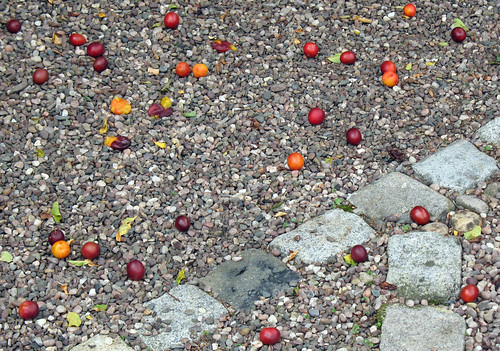 Fallen Fruits
